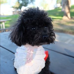 Meet your Posher, Jingchen